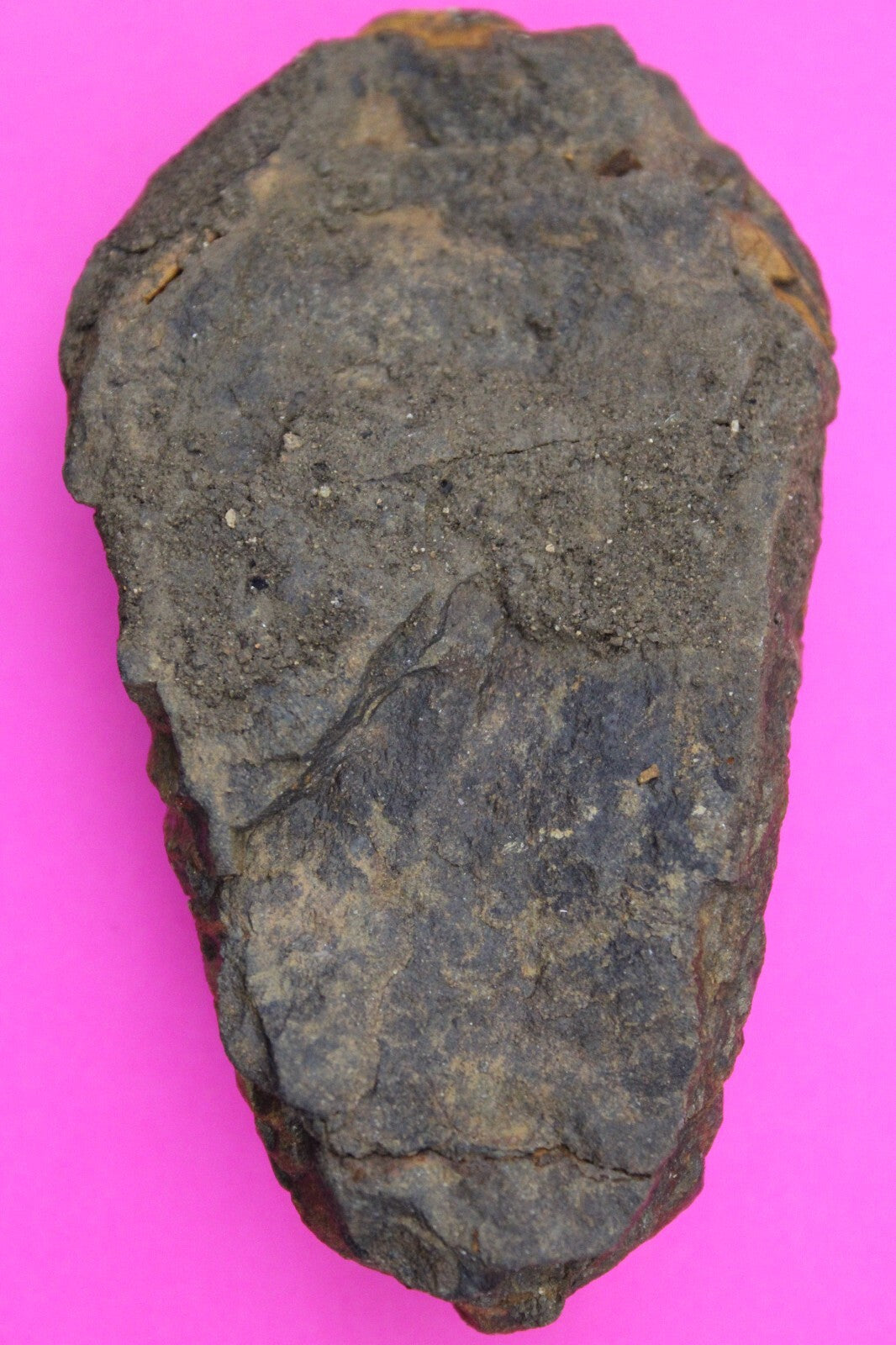 Authentic Trilobite Fossil 450 Million Years Old Genuine Dinosaur Girl COA 60