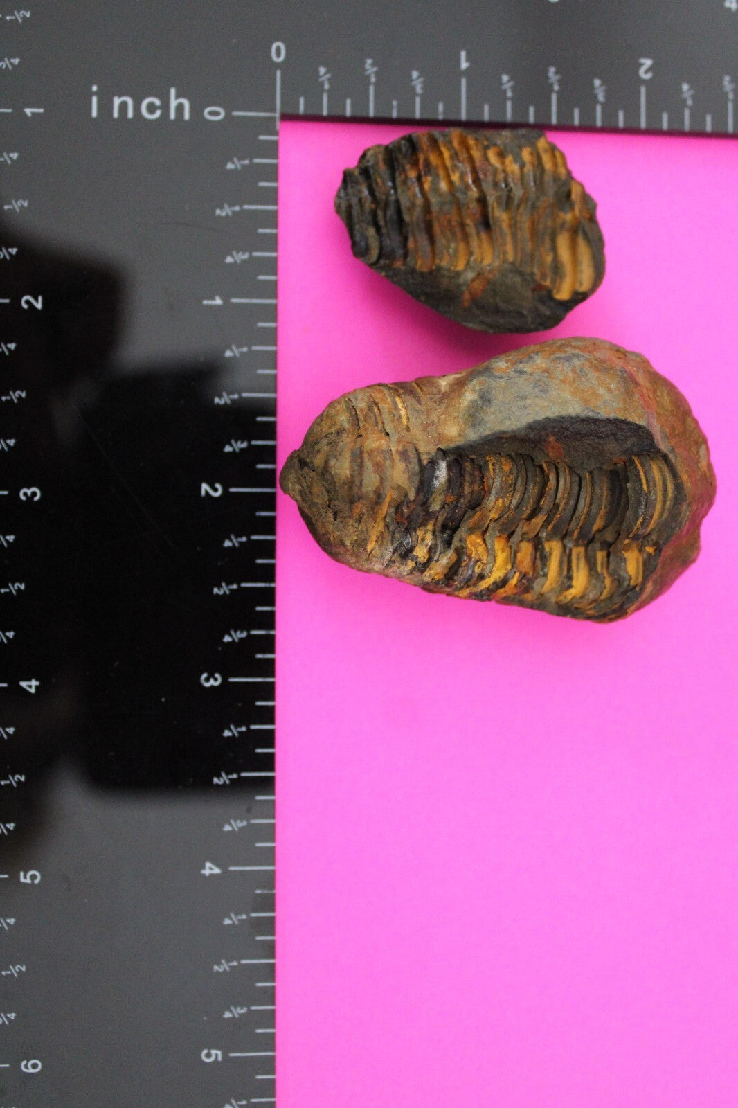 Authentic Trilobite Geode Real Fossil 450 Million Years Old Dinosaur Girl COA 03