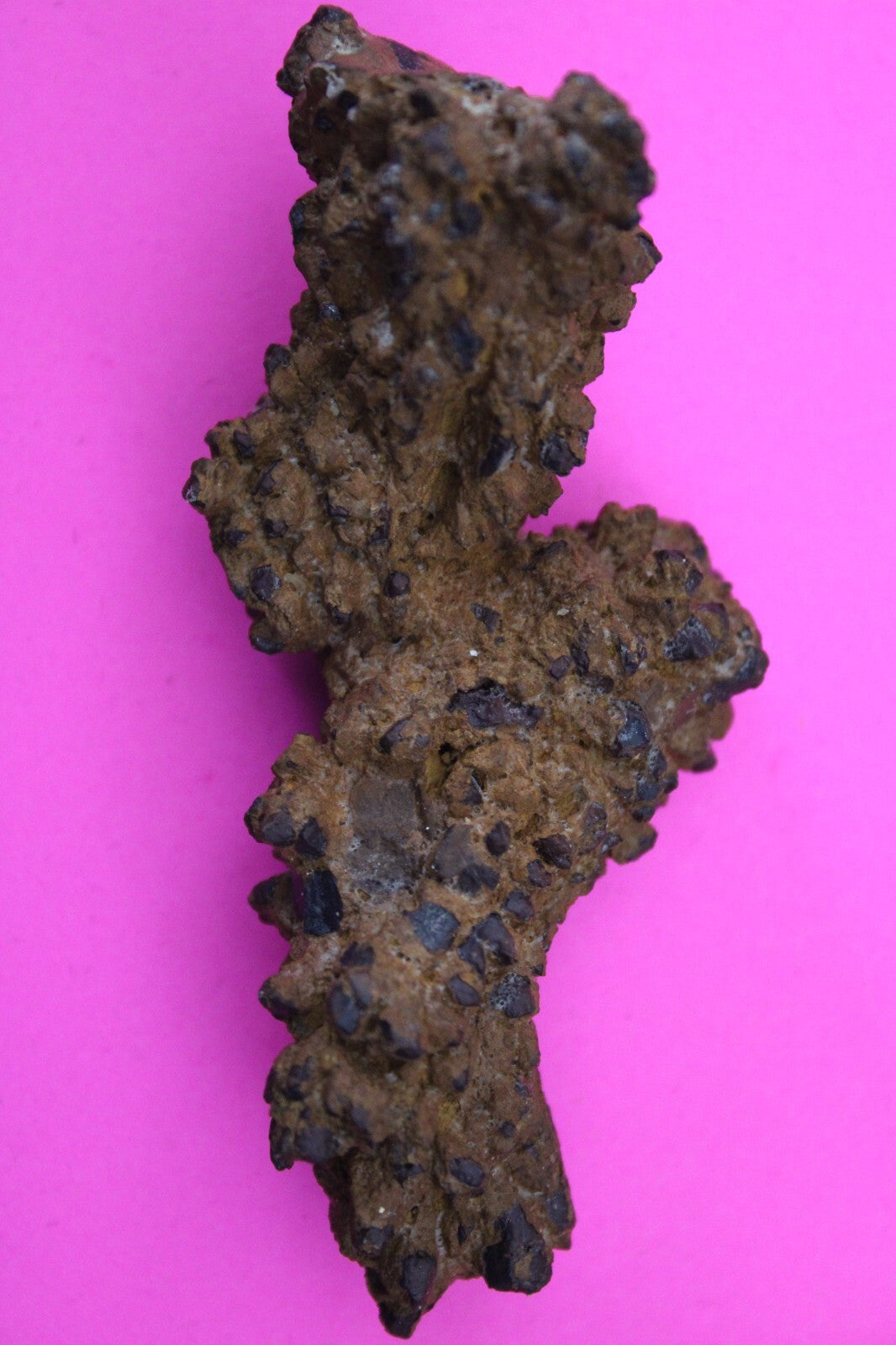 Giant Lizard Poop 5 Million Years Old Genuine Real Fossil Dinosaur Girl COA S67