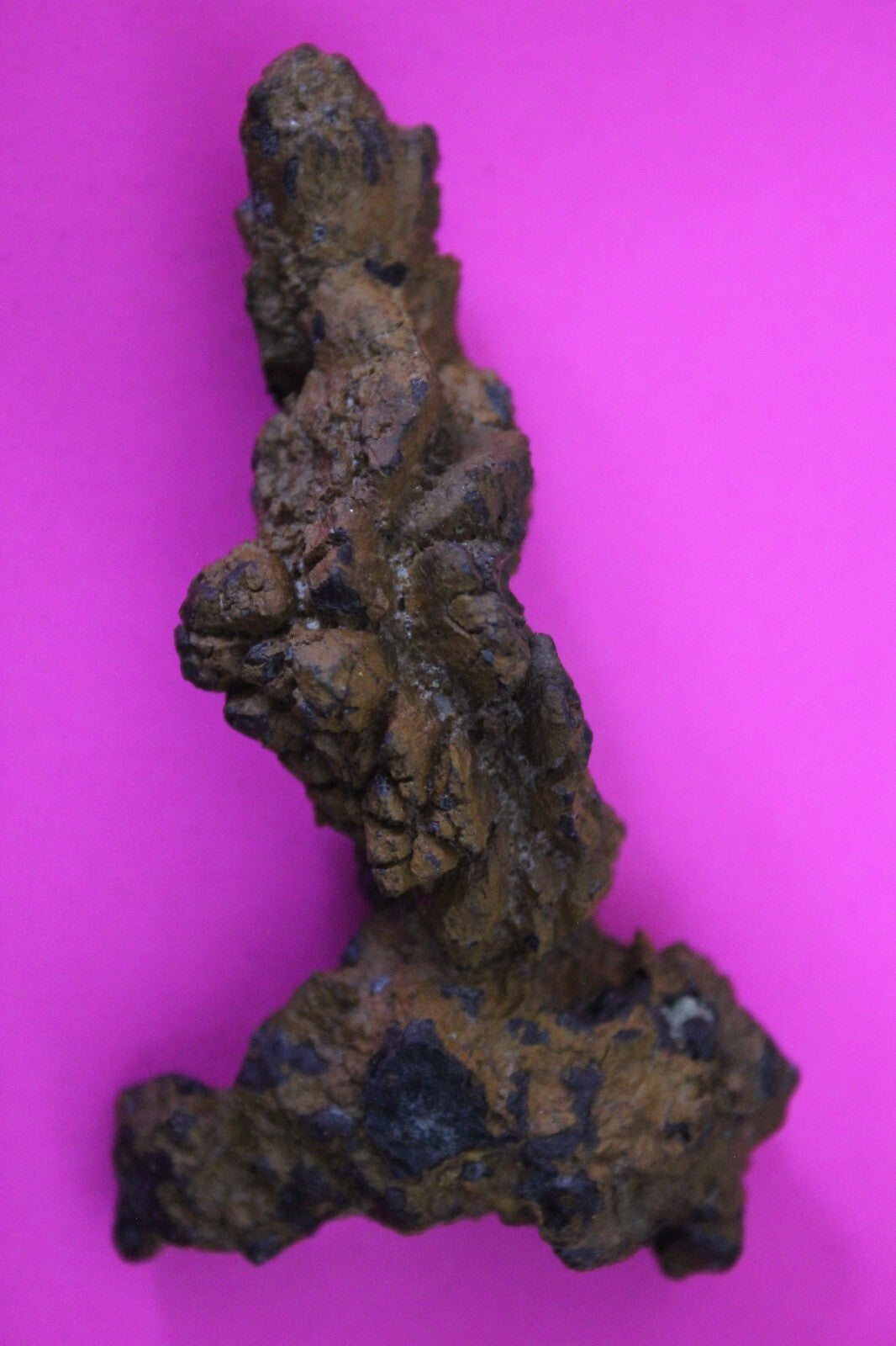 Giant Lizard Poop 5 Million Years Old Genuine Real Fossil Dinosaur Girl COA S46