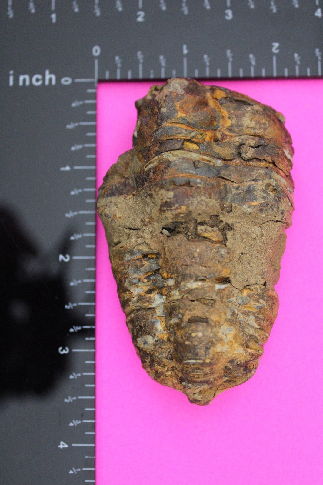 Authentic Trilobite Fossil 450 Million Years Old Genuine Dinosaur Girl COA 71