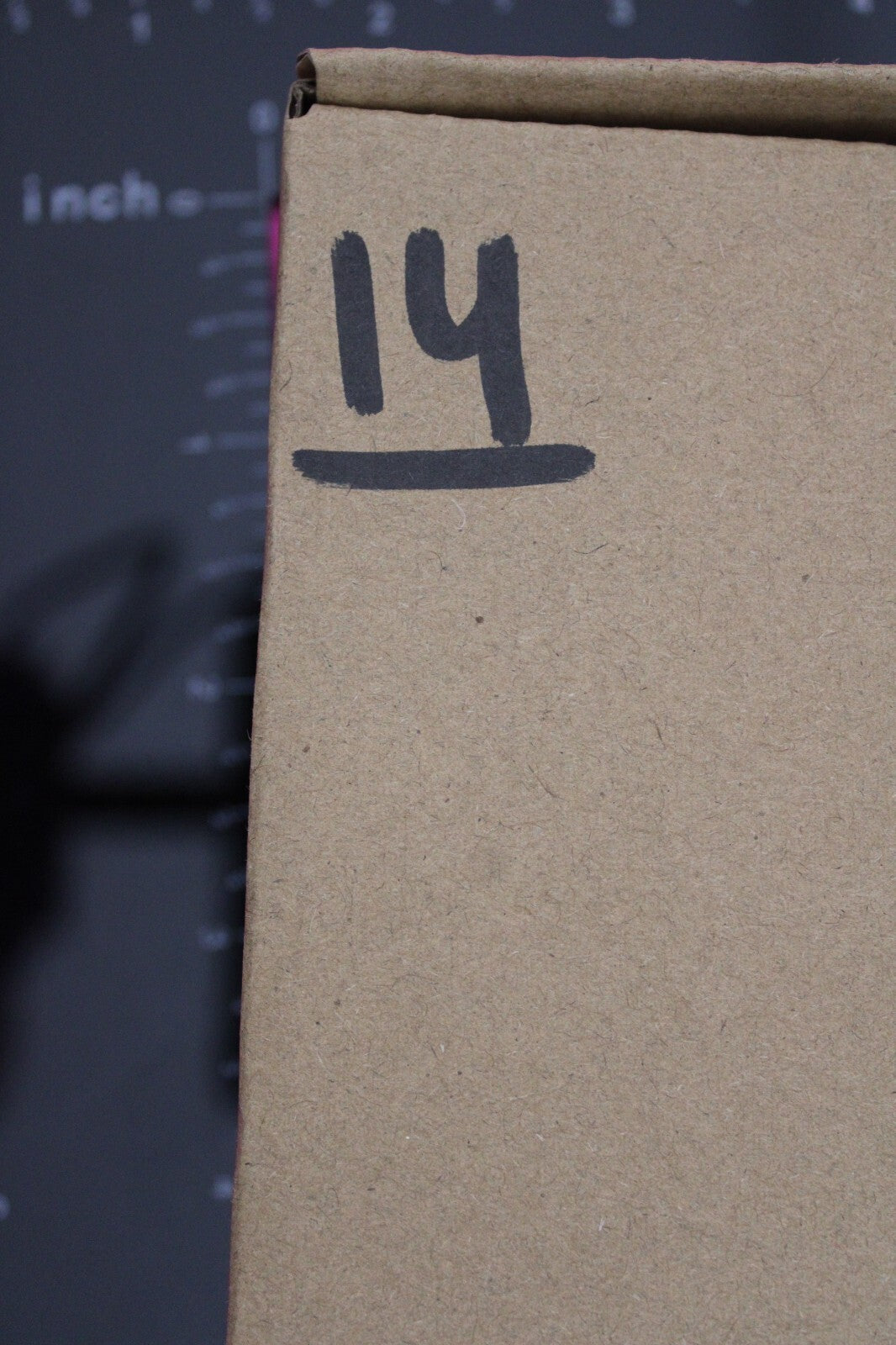 Authentic Trilobite Fossil 450 Million Years Old Genuine Dinosaur Girl COA 14