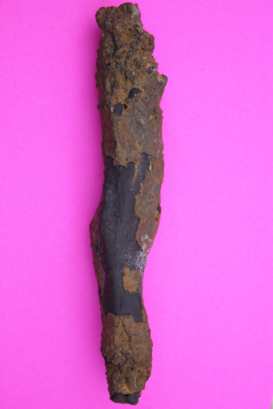 Giant Lizard Poop 5 Million Years Old Genuine Real Fossil Dinosaur Girl COA S10