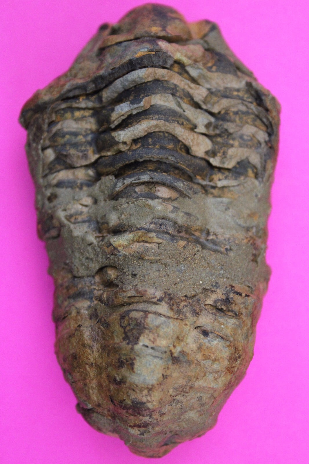 Authentic Trilobite Fossil 450 Million Years Old Genuine Dinosaur Girl COA 68