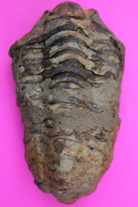 Authentic Trilobite Fossil 450 Million Years Old Genuine Dinosaur Girl COA 68