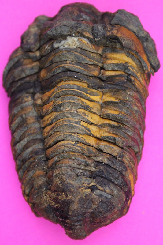 Authentic Trilobite Fossil 450 Million Years Old Genuine Dinosaur Girl COA 72