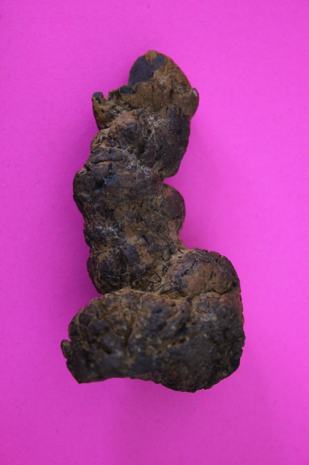 Giant Lizard Poop 5 Million Years Old Genuine Real Fossil Dinosaur Girl COA S31