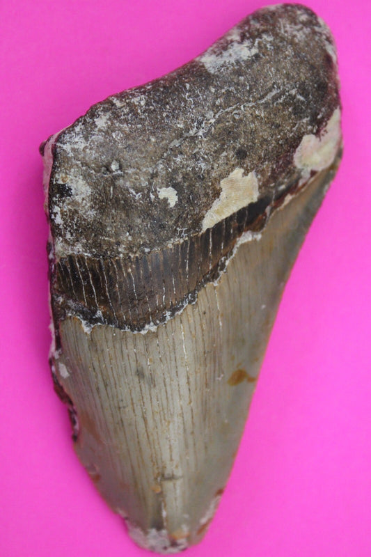 Authentic Megadolon Shark Tooth 3.35 Inch 67 Grams Fossil Dinosaur Girl COA M20