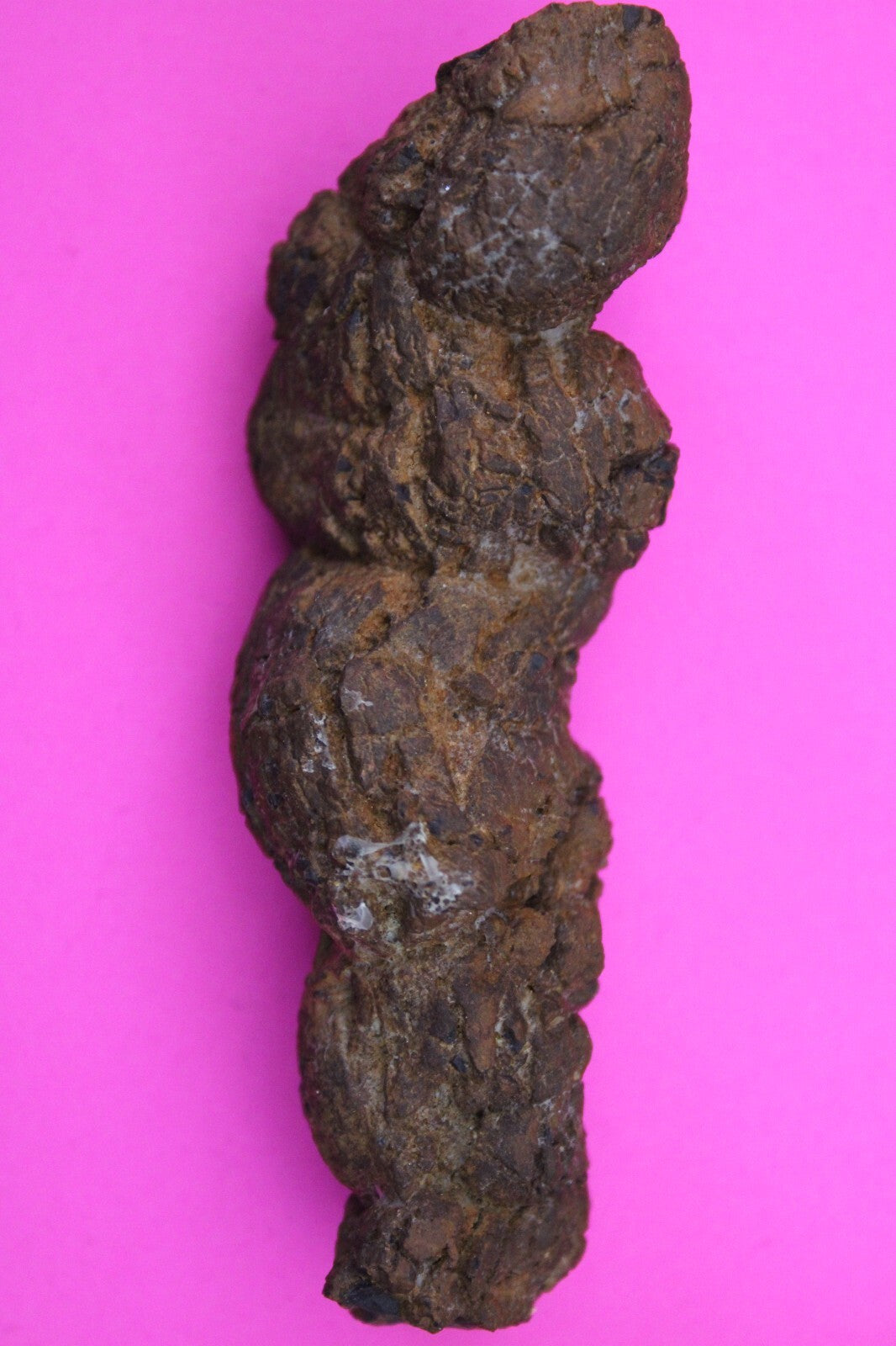 Giant Lizard Poop 5 Million Years Old Genuine Real Fossil Dinosaur Girl COA L24