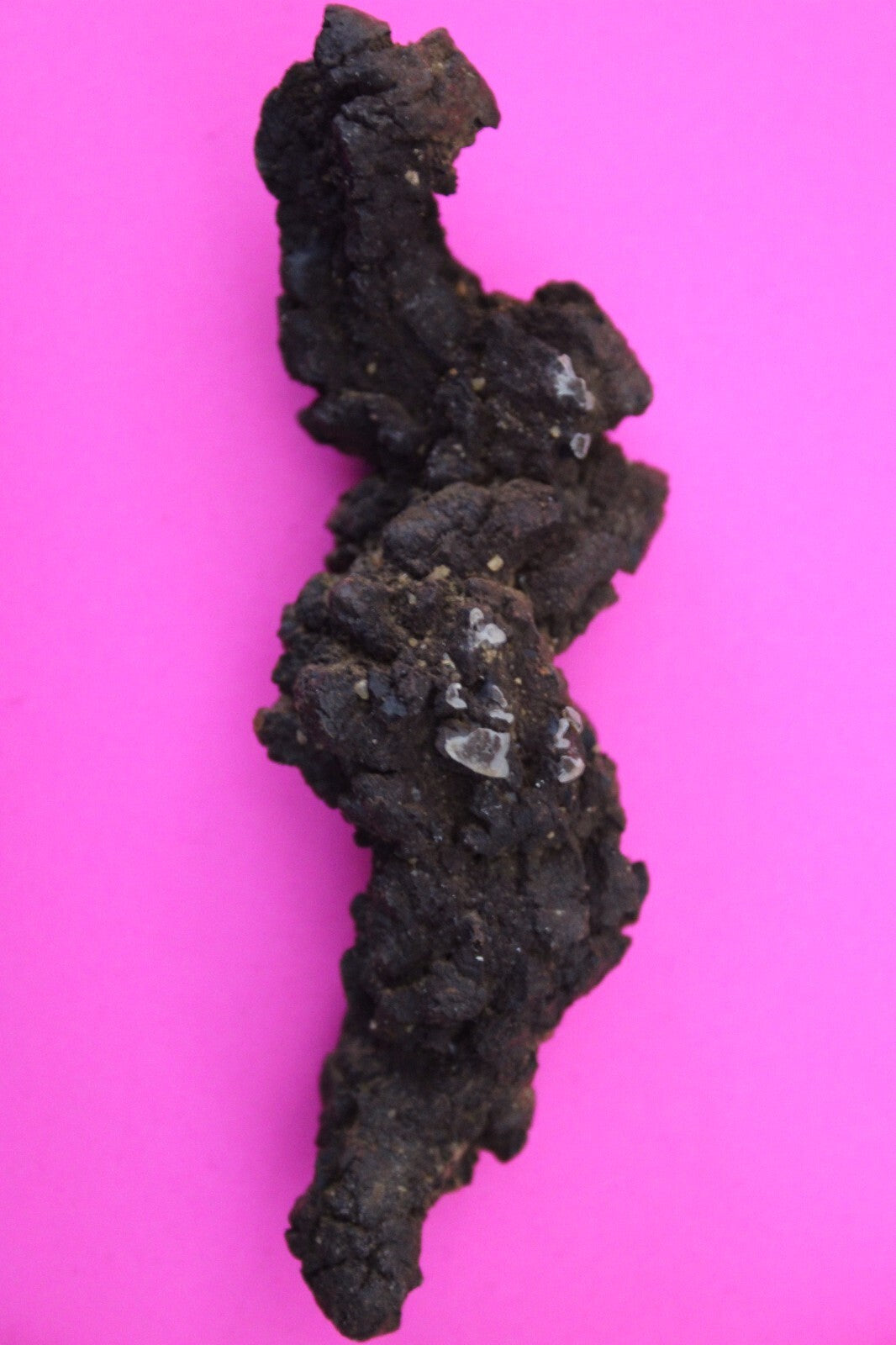 Giant Lizard Poop 5 Million Years Old Genuine Real Fossil Dinosaur Girl COA L28