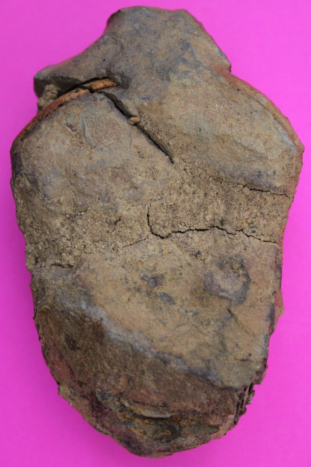 Authentic Trilobite Fossil 450 Million Years Old Genuine Dinosaur Girl COA 88