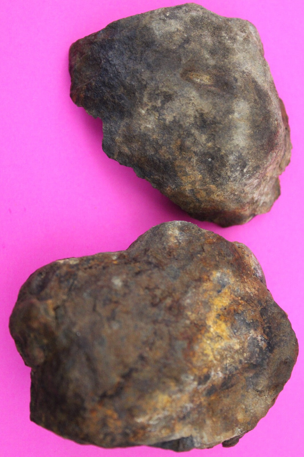 Authentic Trilobite Geode Real Fossil 450 Million Years Old Dinosaur Girl COA 05