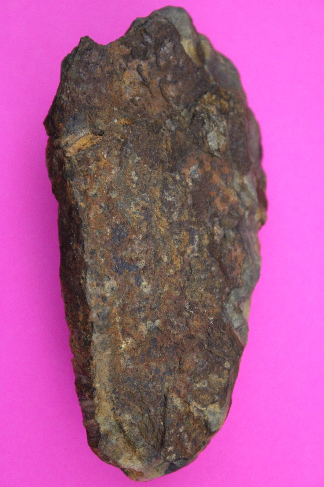 Authentic Trilobite Fossil 450 Million Years Old Genuine Dinosaur Girl COA 61