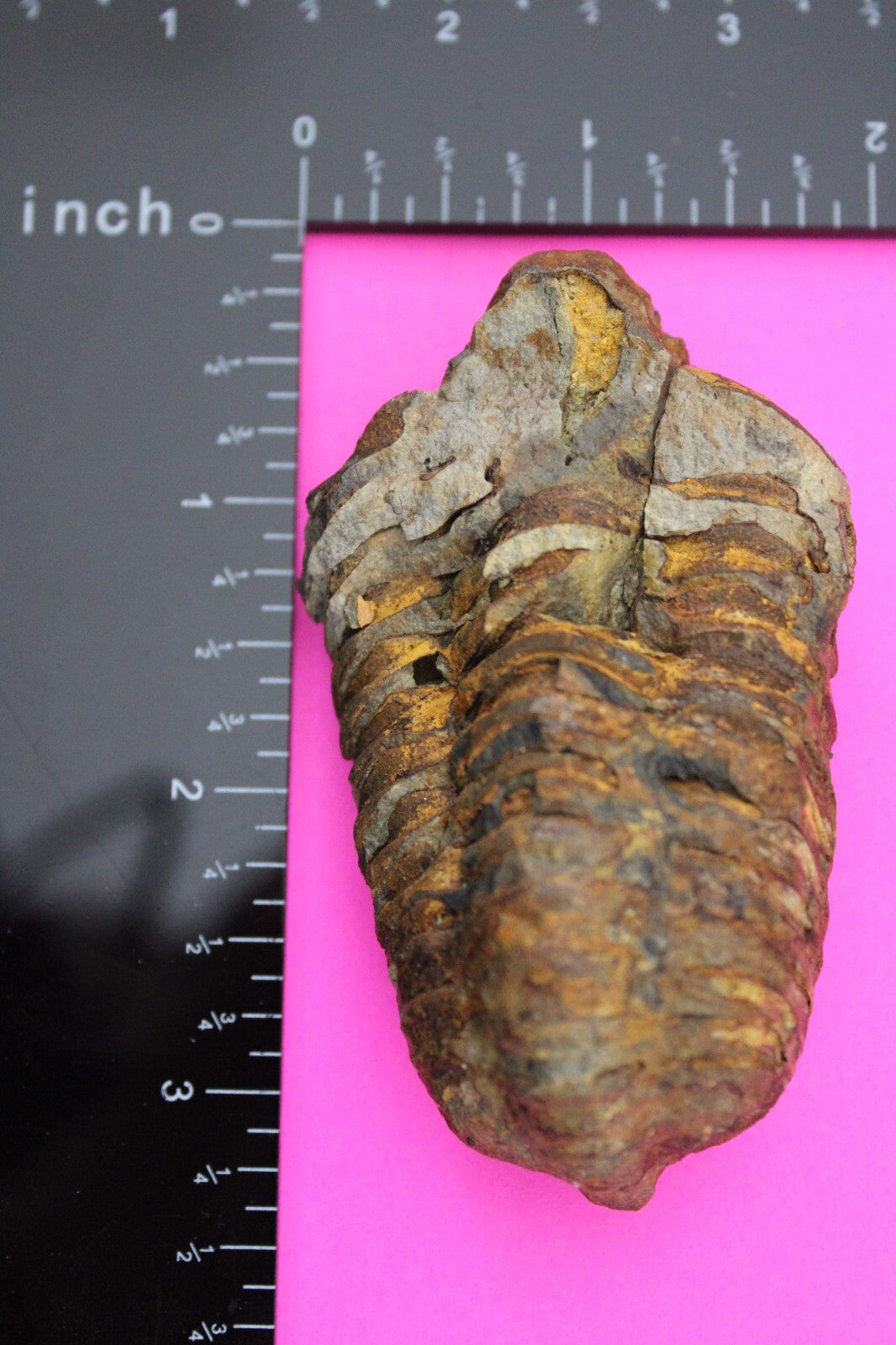 Authentic Trilobite Fossil 450 Million Years Old Genuine Dinosaur Girl COA 57