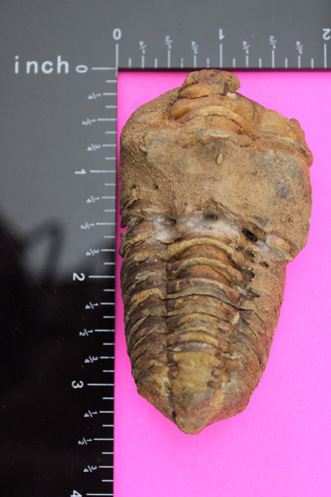 Authentic Trilobite Fossil 450 Million Years Old Genuine Dinosaur Girl COA 55