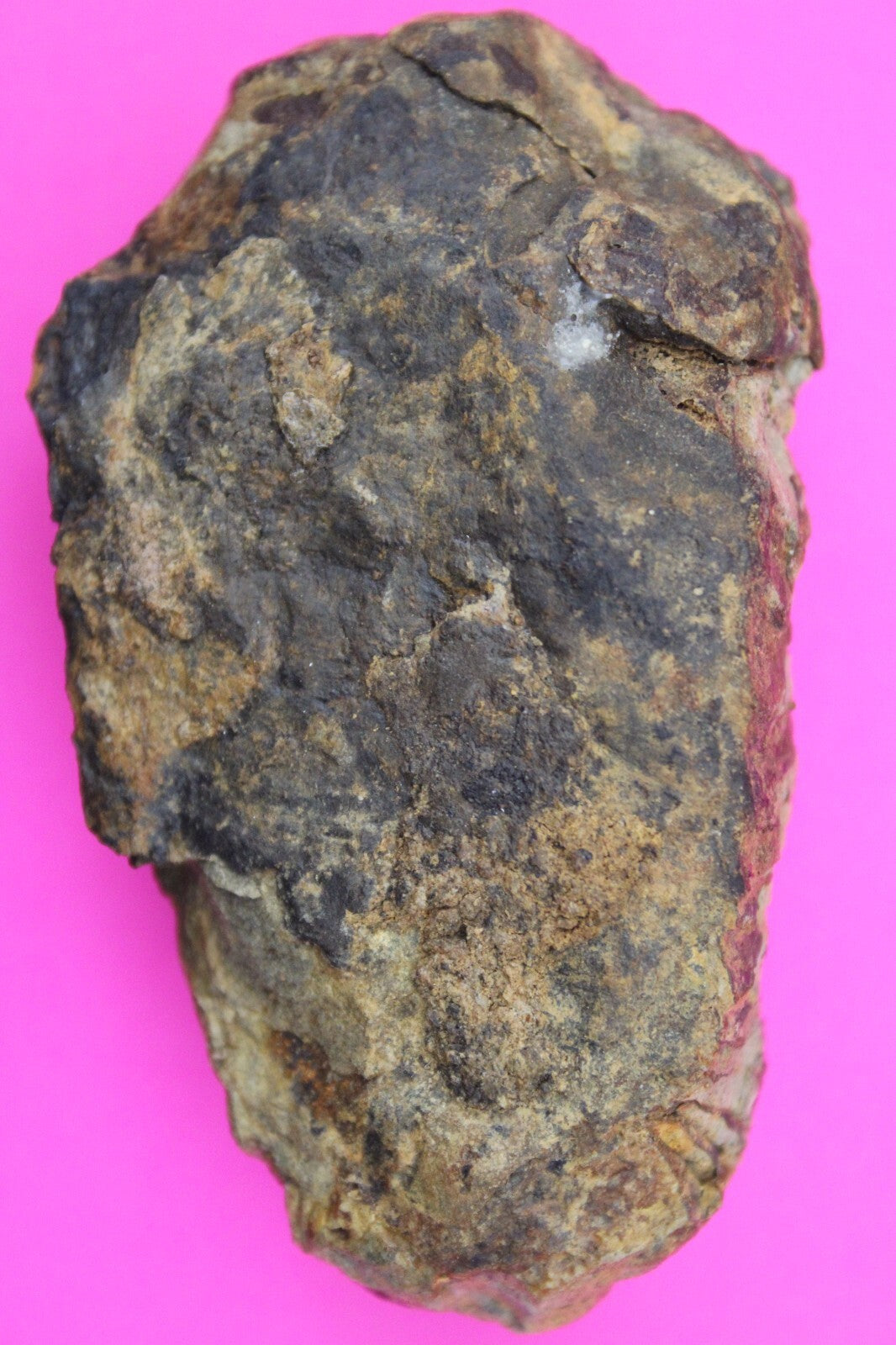 Authentic Trilobite Fossil 450 Million Years Old Genuine Dinosaur Girl COA 41