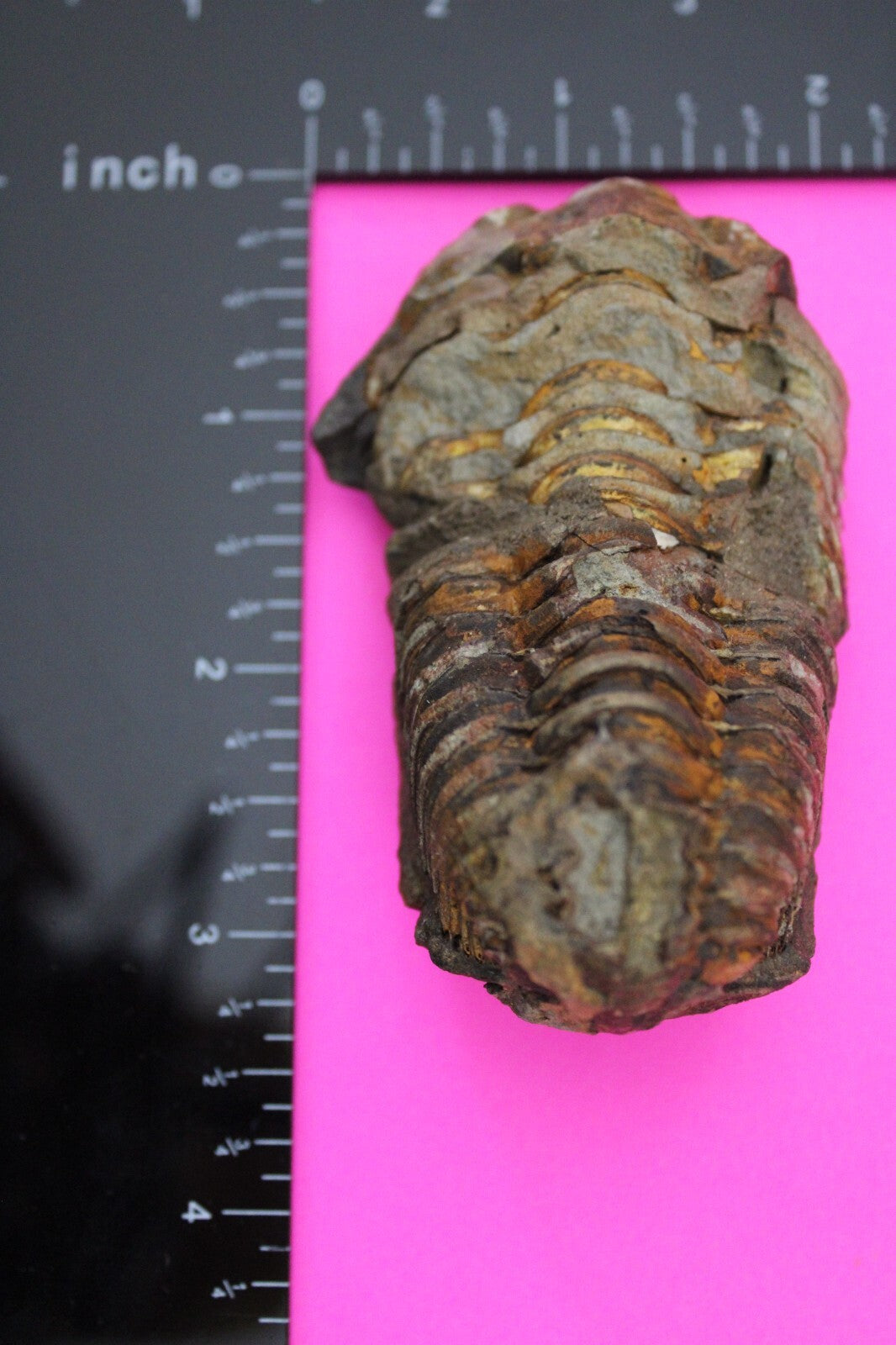 Authentic Trilobite Fossil 450 Million Years Old Genuine Dinosaur Girl COA 80