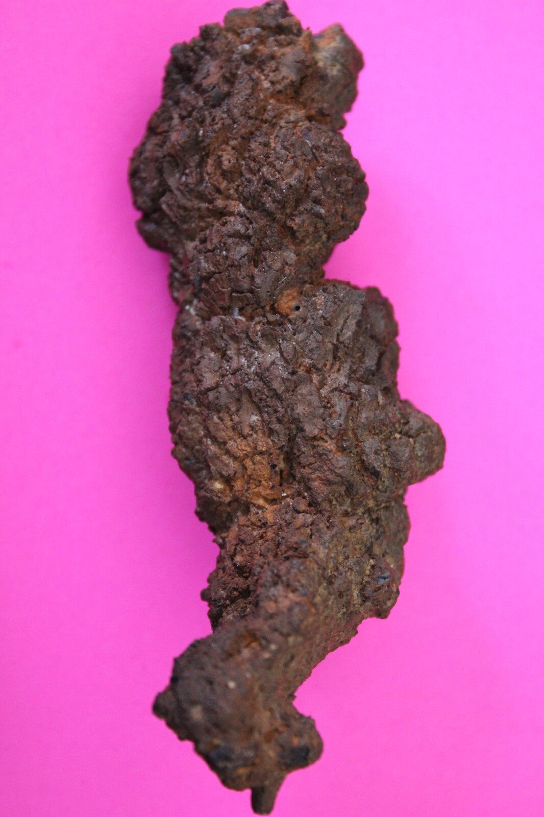 Giant Lizard Poop 5 Million Years Old Genuine Real Fossil Dinosaur Girl COA L10