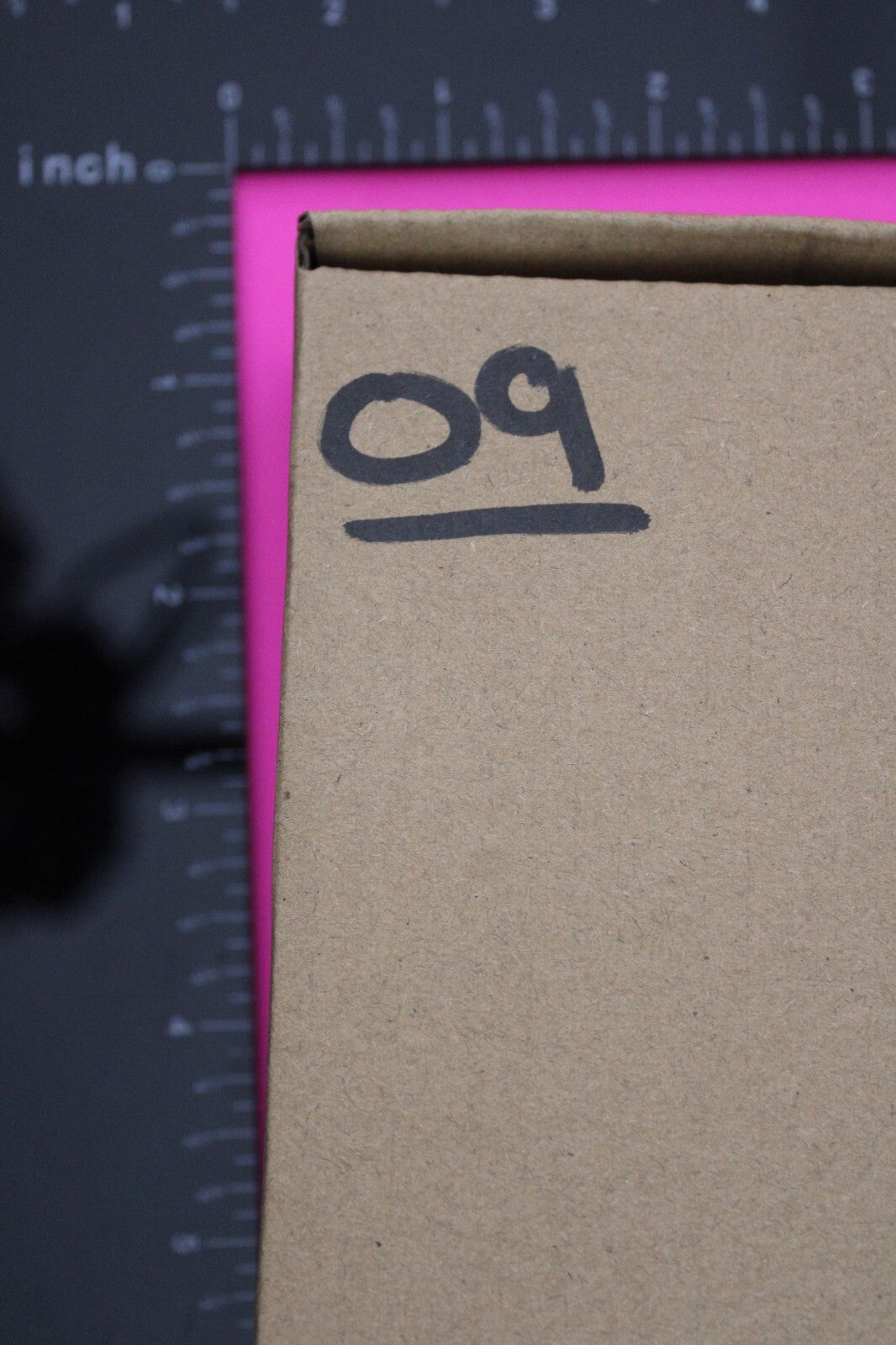 Authentic Trilobite Fossil 450 Million Years Old Genuine Dinosaur Girl COA 09