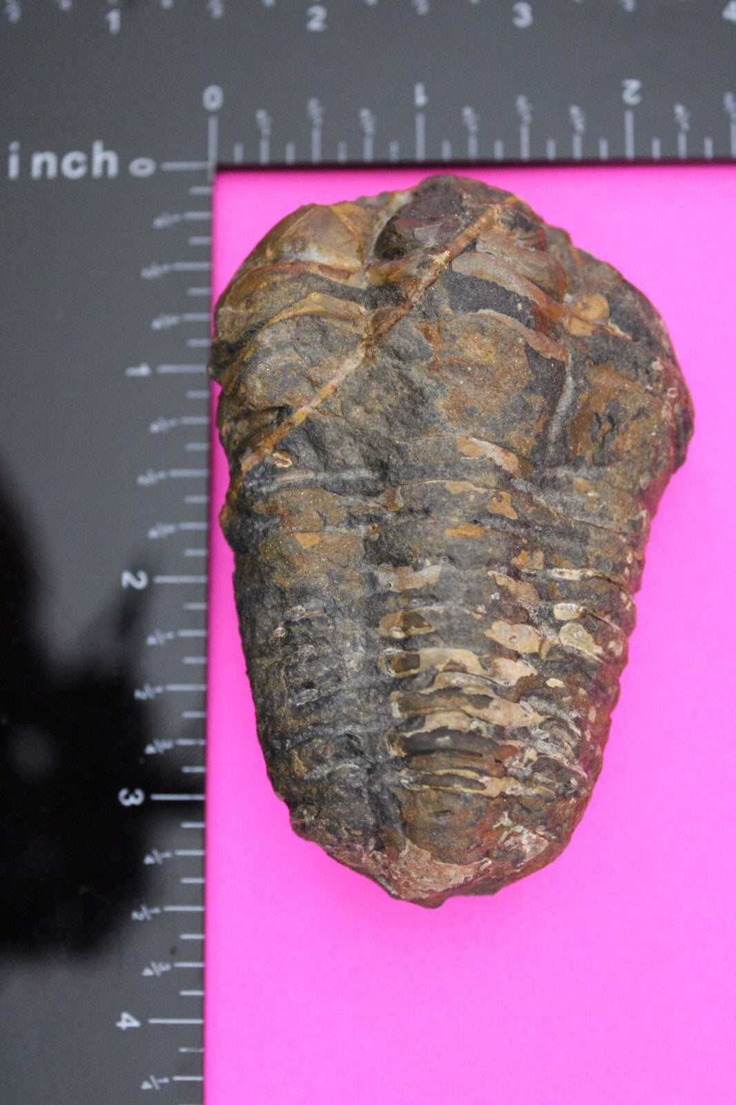 Authentic Trilobite Fossil 450 Million Years Old Genuine Dinosaur Girl COA 69