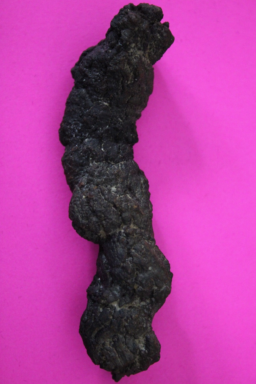 Giant Lizard Poop 5 Million Years Old Genuine Real Fossil Dinosaur Girl COA S20