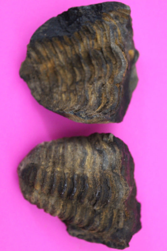 Authentic Trilobite Geode Real Fossil 450 Million Years Old Dinosaur Girl COA 10