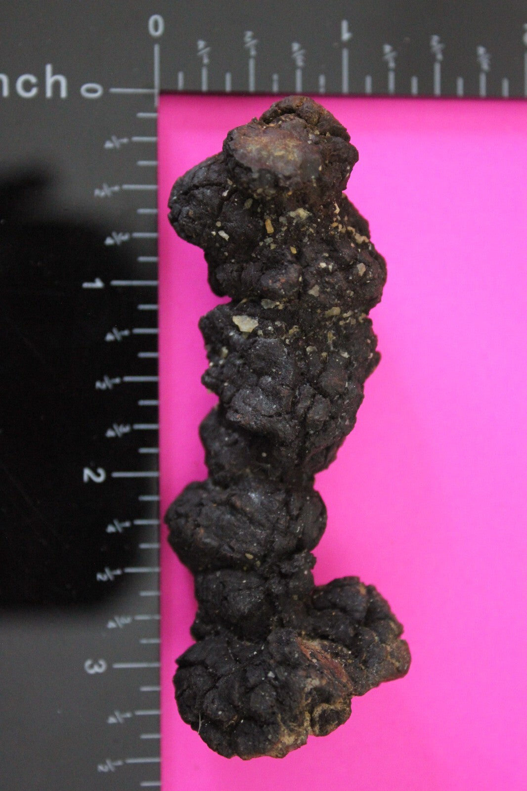 Giant Lizard Poop 5 Million Years Old Genuine Real Fossil Dinosaur Girl COA S37