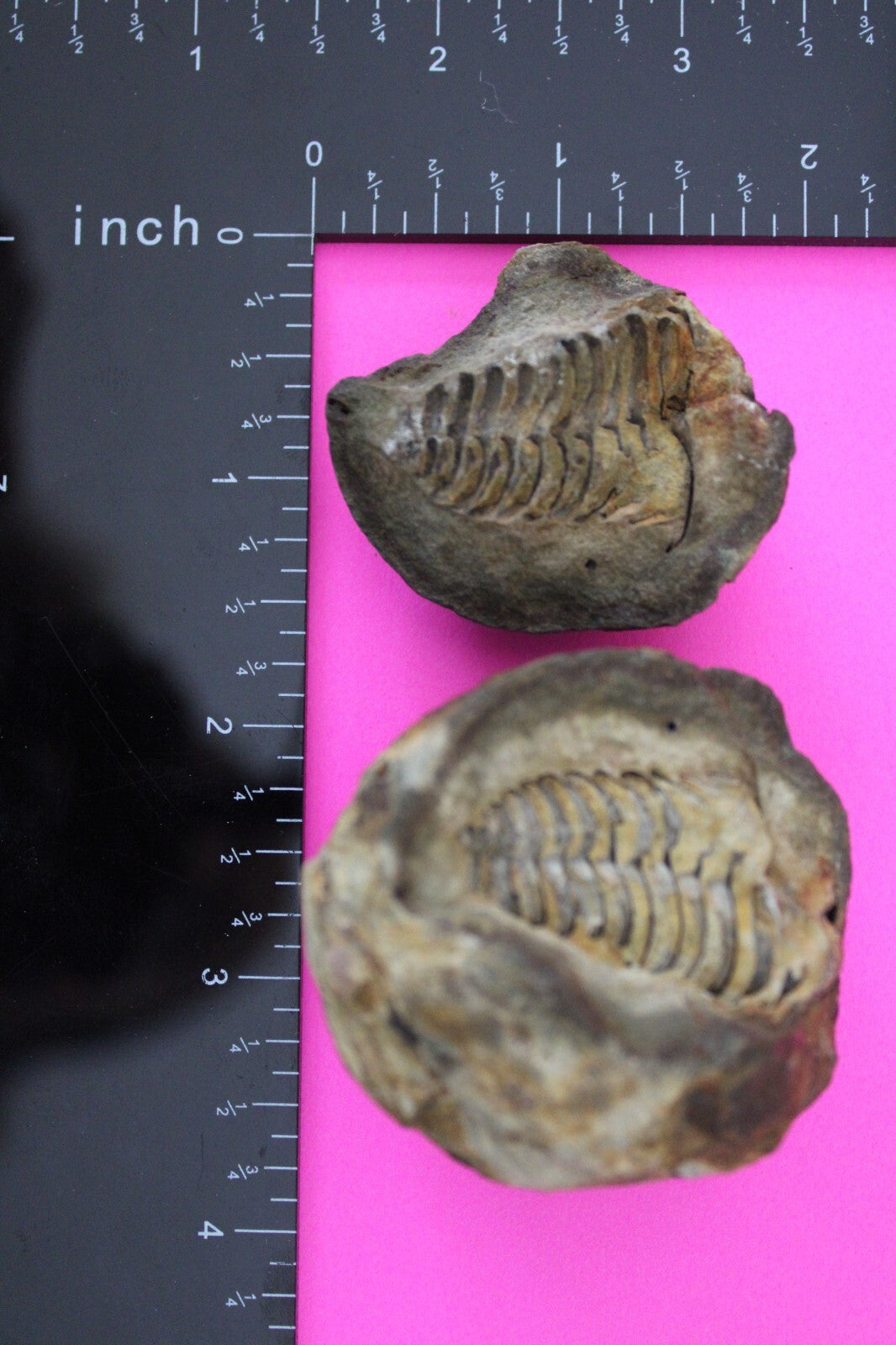 Authentic Trilobite Geode Real Fossil 450 Million Years Old Dinosaur Girl COA 16