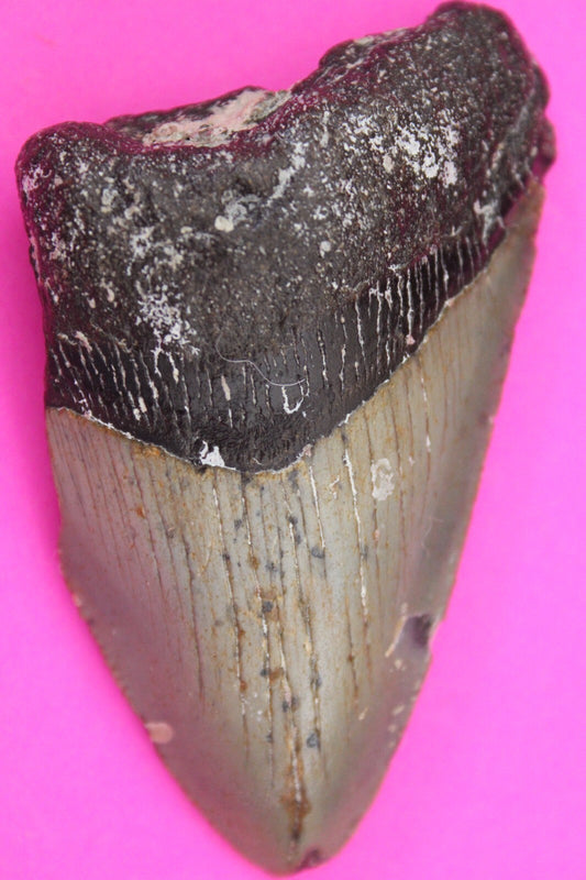Authentic Megalodon Shark Tooth 2.73 Inches 49 Grams Fossil Dino Girl COA M05