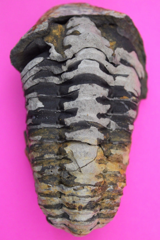 Authentic Trilobite Fossil 450 Million Years Old Genuine Dinosaur Girl COA 67