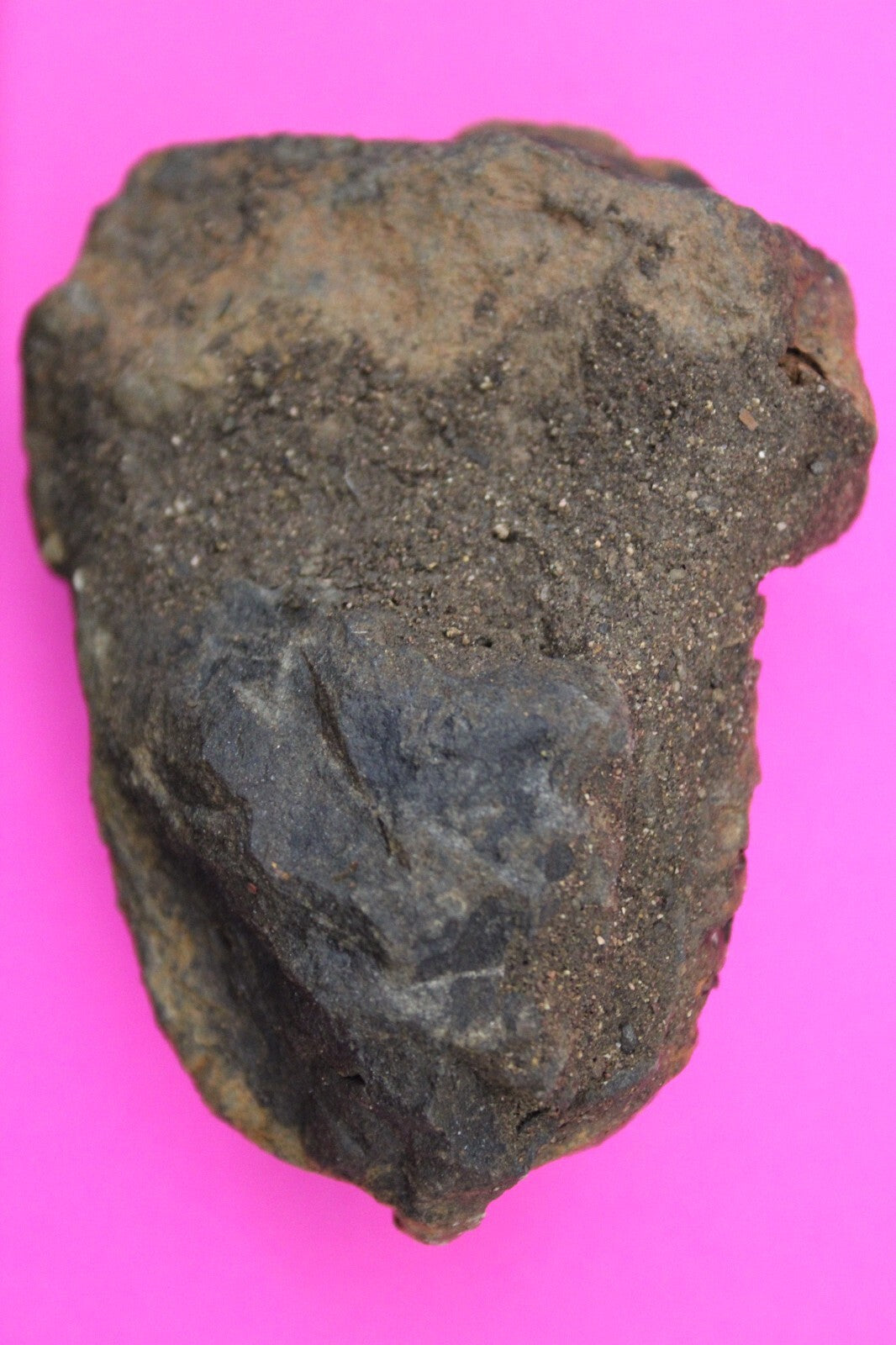 Authentic Trilobite Fossil 450 Million Years Old Genuine Dinosaur Girl COA 27