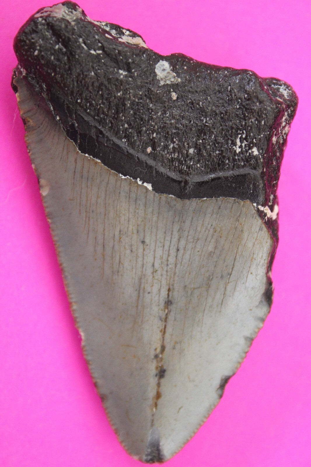 Authentic Megalodon Shark Tooth 2.73 Inches 49 Grams Fossil Dino Girl COA M05