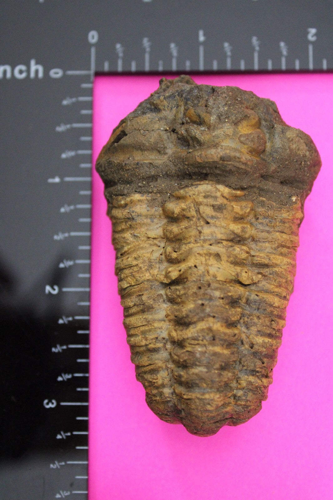 Authentic Trilobite Fossil 450 Million Years Old Genuine Dinosaur Girl COA 90