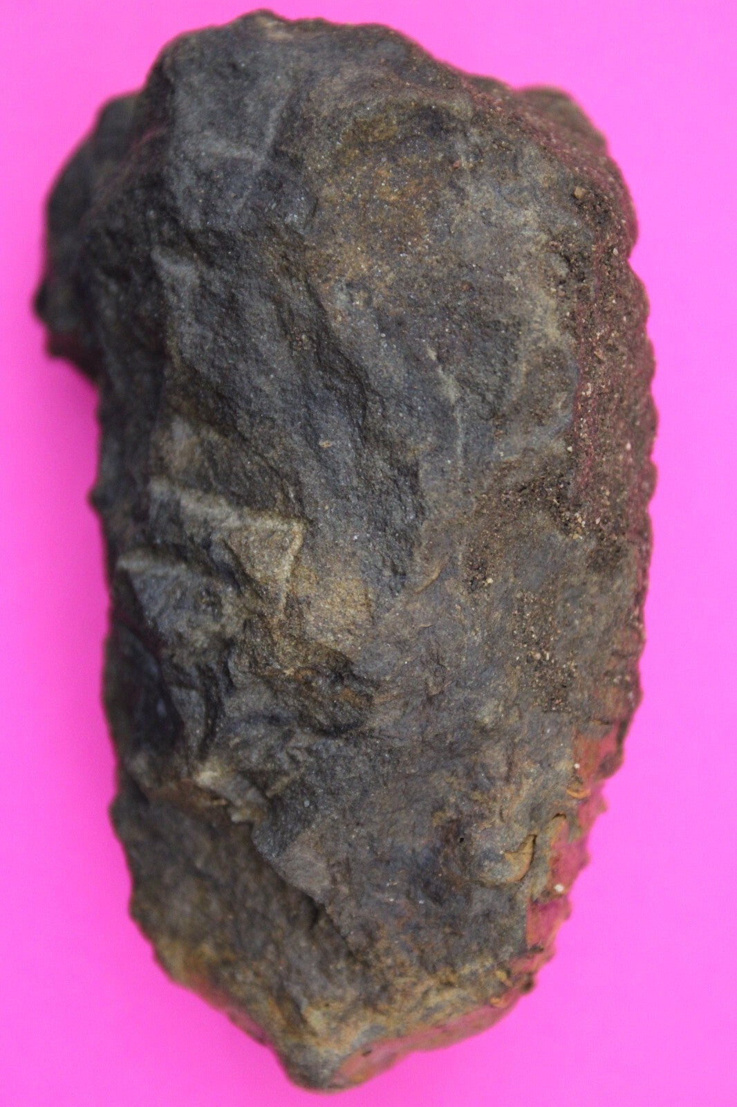 Authentic Trilobite Fossil 450 Million Years Old Genuine Dinosaur Girl COA 28