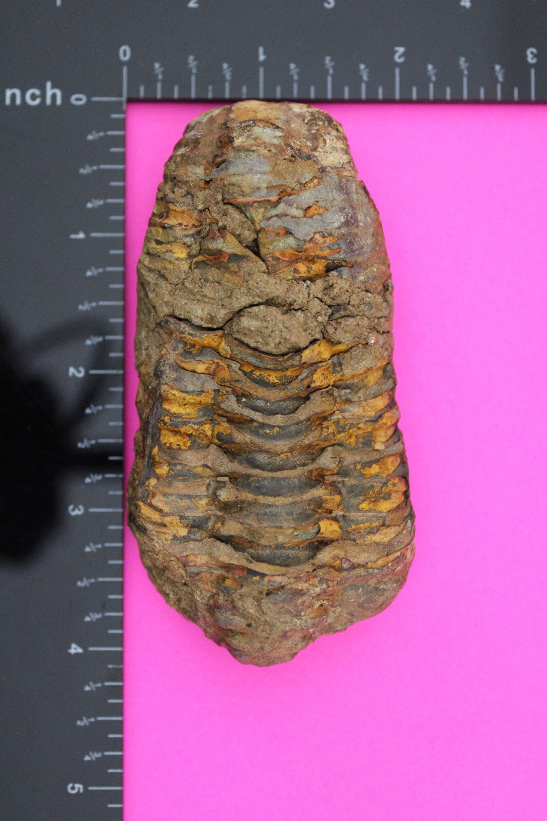 Authentic Trilobite Fossil 450 Million Years Old Genuine Dinosaur Girl COA 08