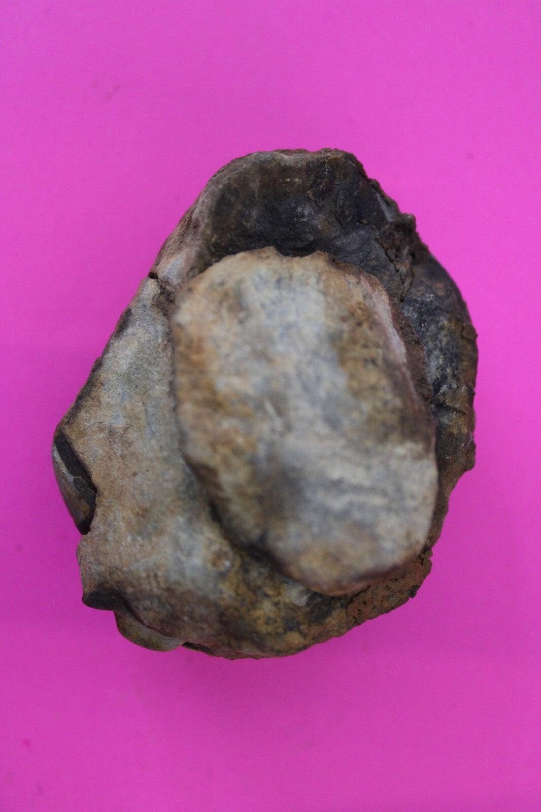 Authentic Trilobite Geode Real Fossil 450 Million Years Old Dinosaur Girl COA 12