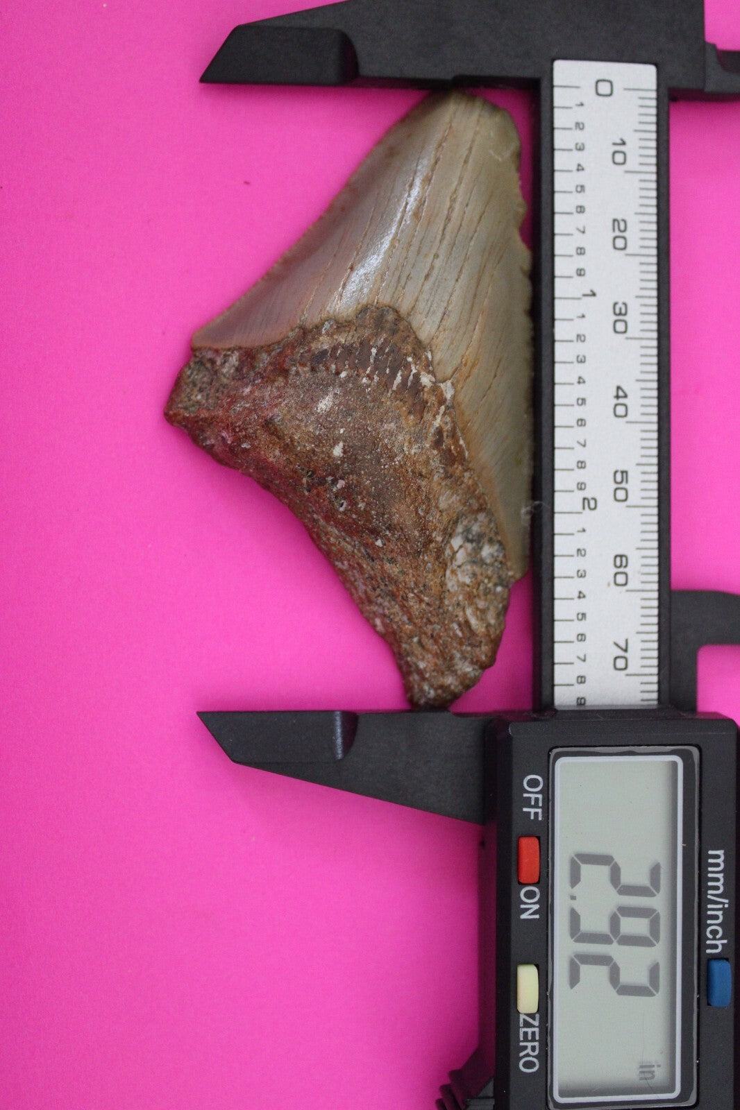 Authentic Megadolon Shark Tooth 2.92 Inch 36 Grams Fossil Dinosaur Girl COA M19