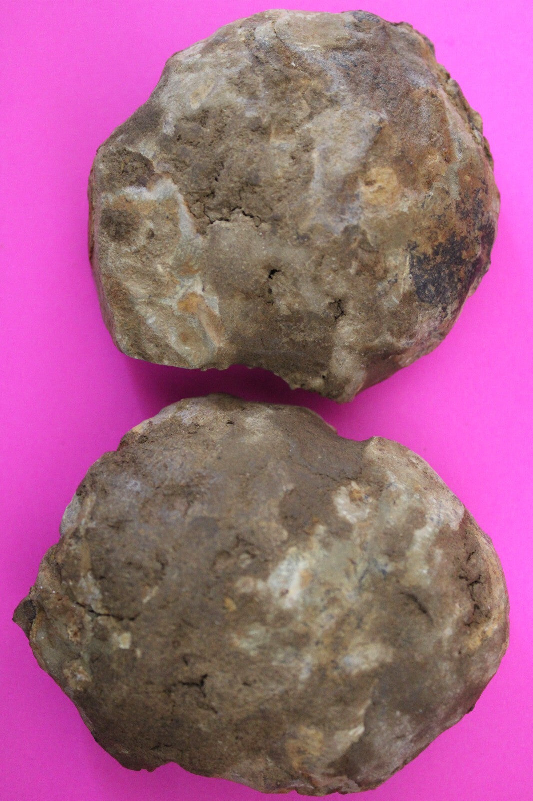 Authentic Trilobite Geode Real Fossil 450 Million Years Old Dinosaur Girl COA 24