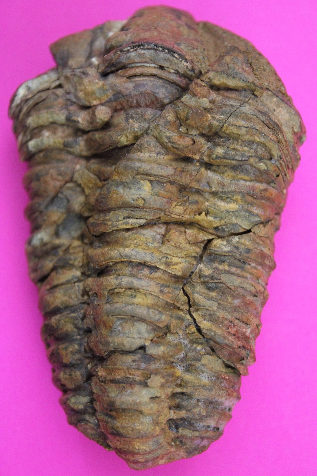 Authentic Trilobite Fossil 450 Million Years Old Genuine Dinosaur Girl COA 76