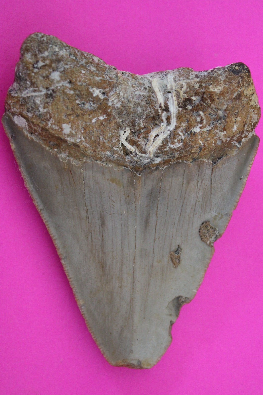 Authentic Megadolon Shark Tooth 3.4 Inch 79 Grams Fossil Dinosaur Girl COA M51