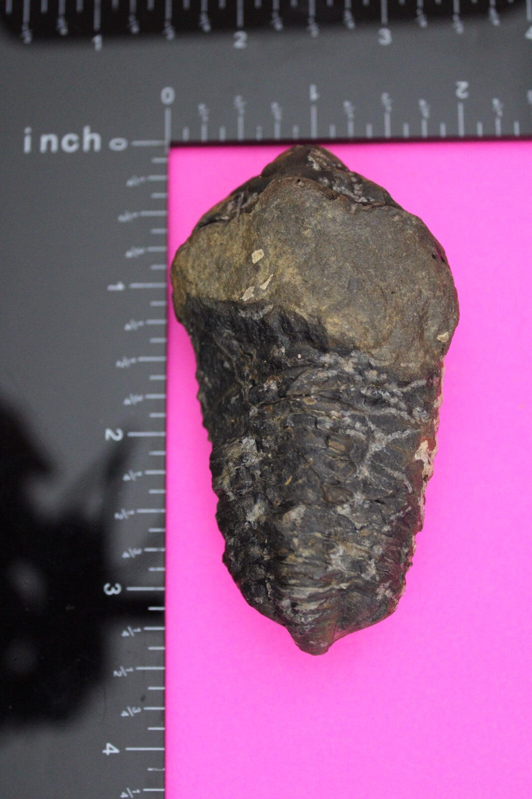 Authentic Trilobite Fossil 450 Million Years Old Genuine Dinosaur Girl COA 78