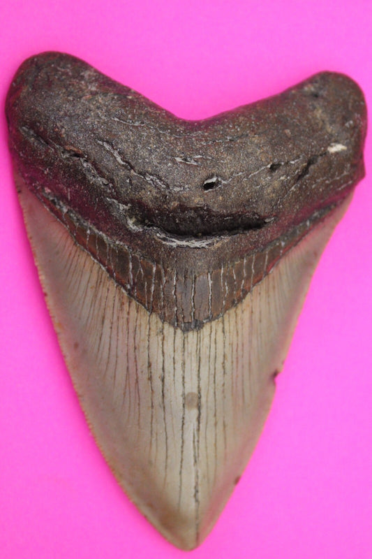 Authentic Megalodon Shark Tooth 3.82 Inches 108 Grams Fossil Dino Girl COA M31