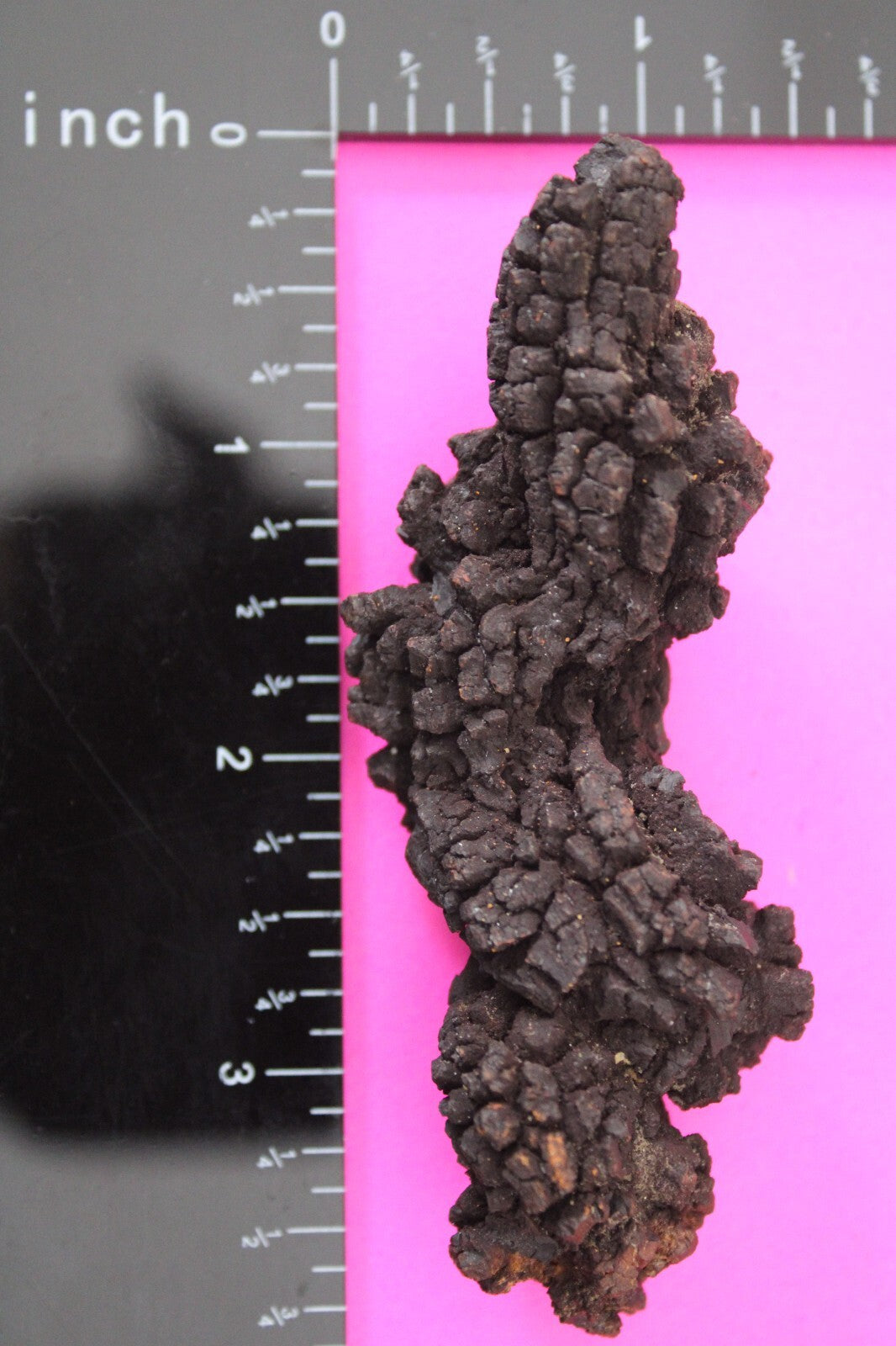 Giant Lizard Poop 5 Million Years Old Genuine Real Fossil Dinosaur Girl COA L03