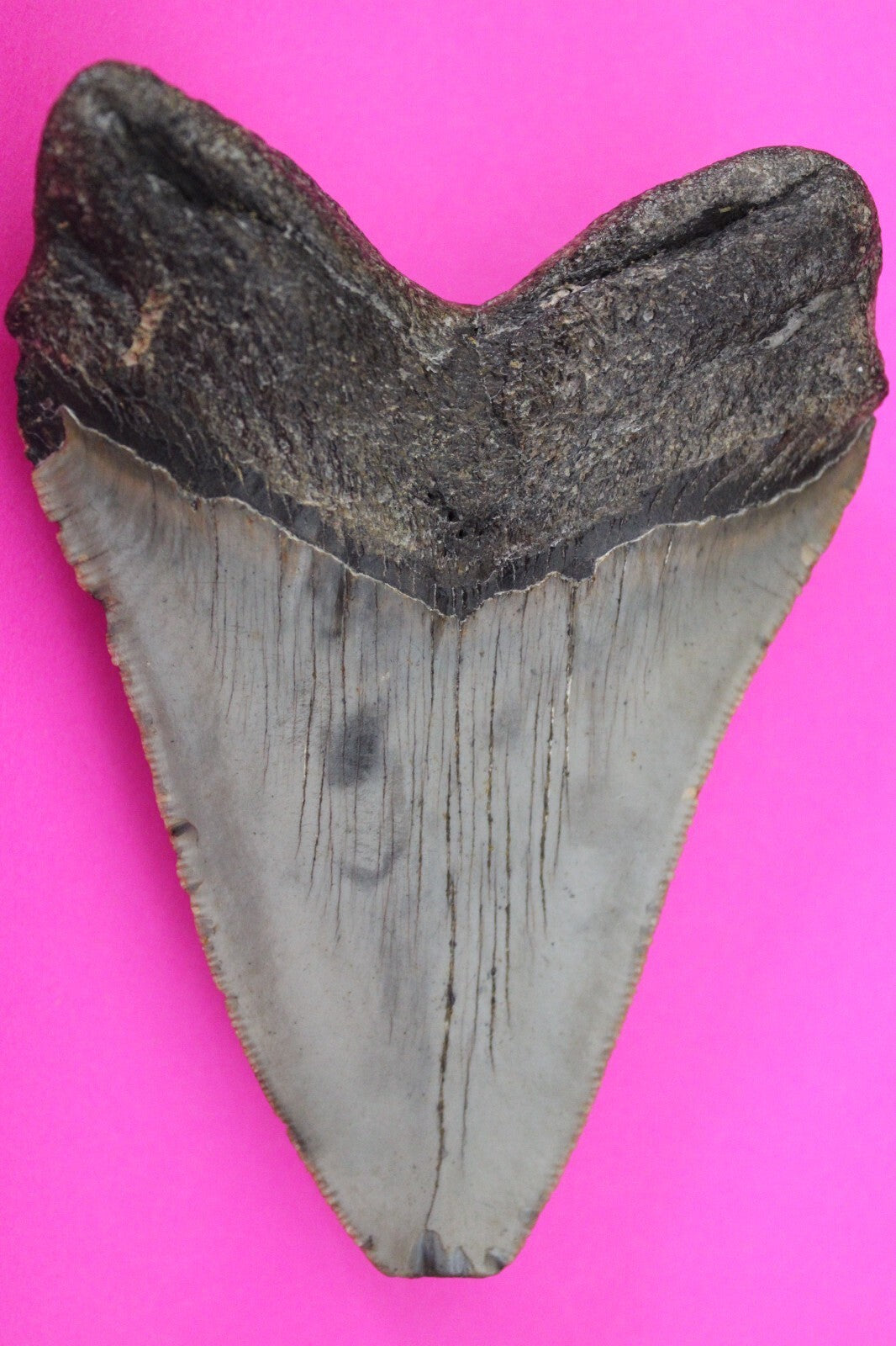 Authentic Megalodon Shark Tooth 4.07 Inch 131 Grams Fossil Dinosaur Girl COA M11