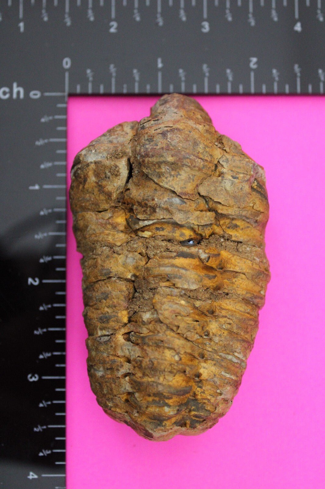 Authentic Trilobite Fossil 450 Million Years Old Genuine Dinosaur Girl COA 34