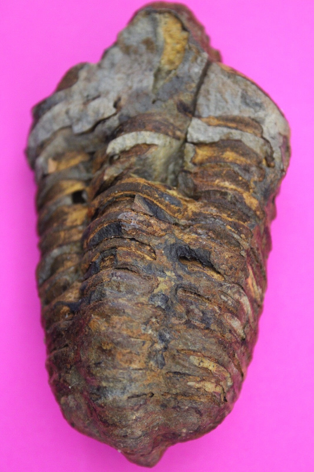 Authentic Trilobite Fossil 450 Million Years Old Genuine Dinosaur Girl COA 57