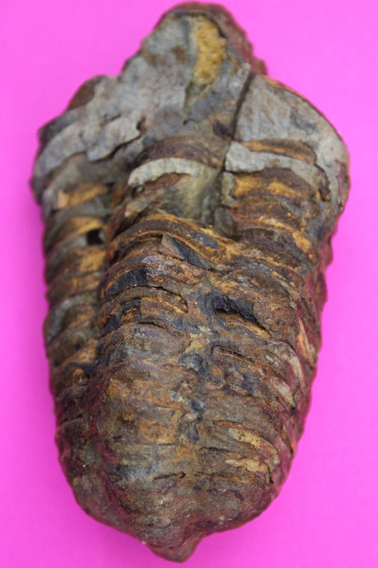 Authentic Trilobite Fossil 450 Million Years Old Genuine Dinosaur Girl COA 57