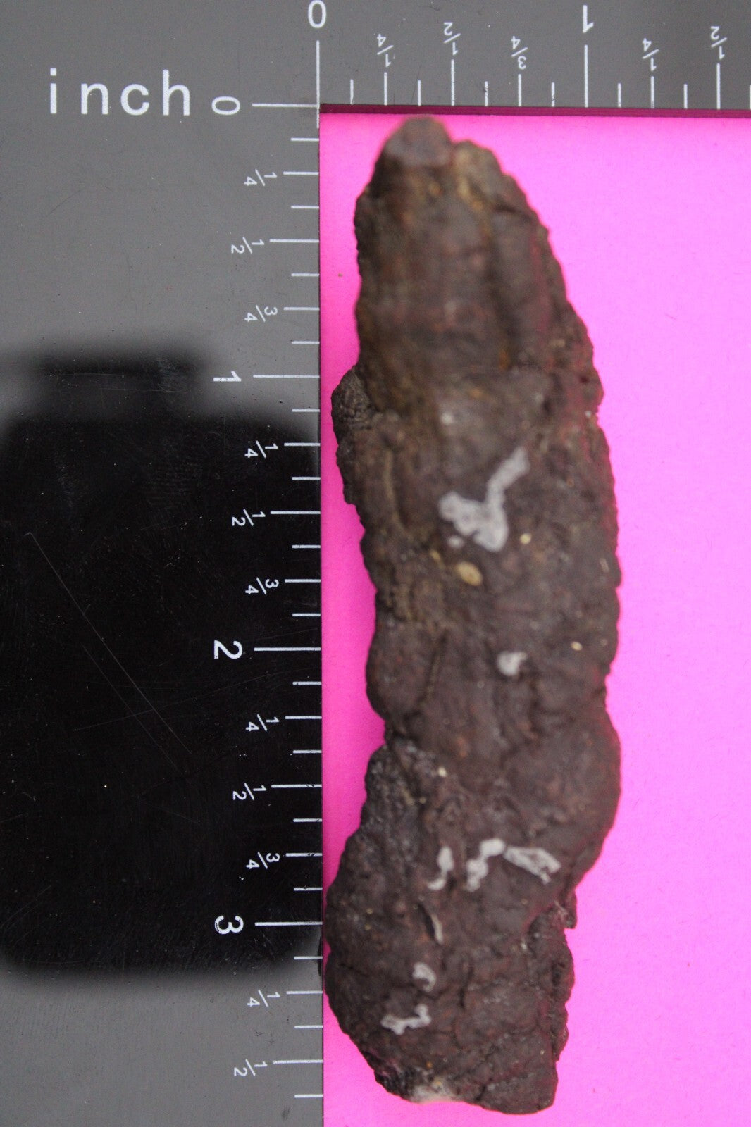 Giant Lizard Poop 5 Million Years Old Coprolite Genuine Fossil Dino Girl COA L21