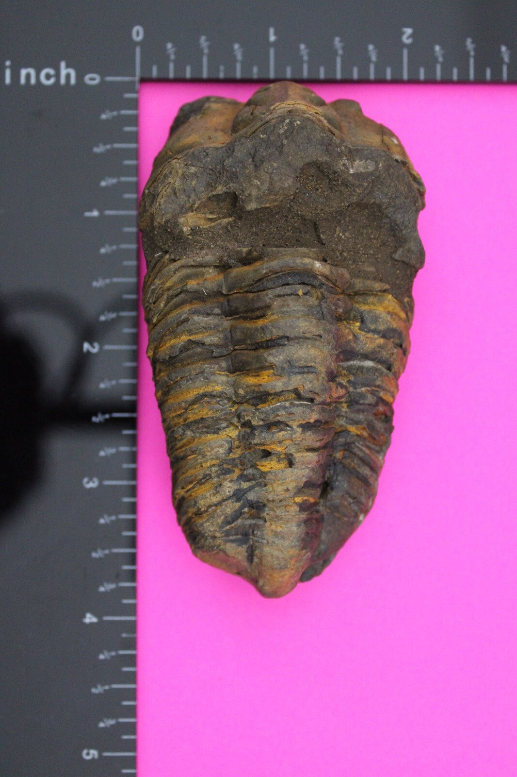 Authentic Trilobite Fossil 450 Million Years Old Genuine Dinosaur Girl COA 02