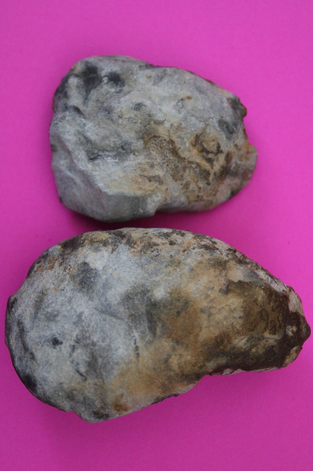 Authentic Trilobite Geode Real Fossil 450 Million Years Old Dinosaur Girl COA 17